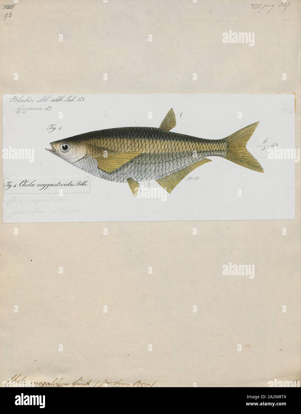 Chela megalolepis, Print, 1863 Stock Photo