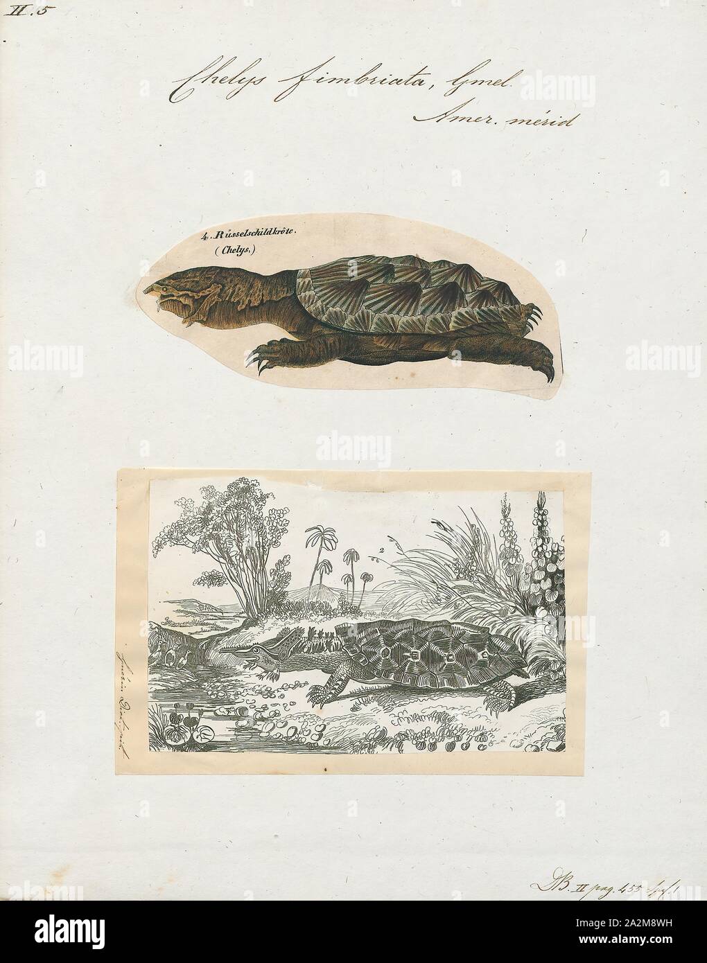 Chelys fimbriata, Print, The mata mata, mata-mata, or matamata (Chelus fimbriata) is a freshwater turtle found in South America, primarily in the Amazon and Orinoco basins. It is the only extant species in the genus Chelus., 1700-1880 Stock Photo