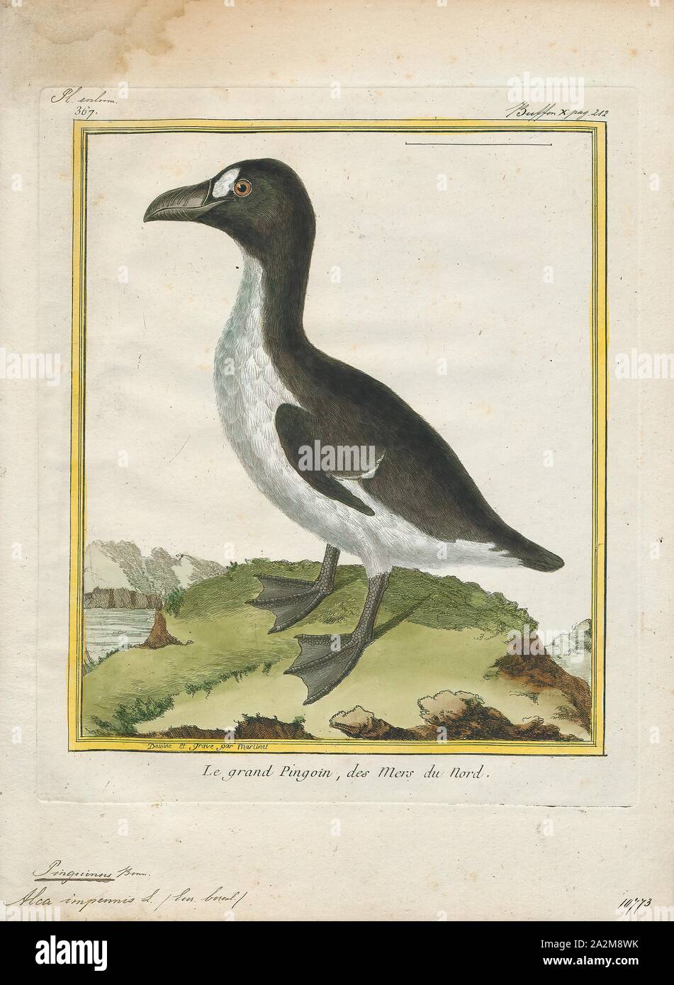 Chenalopex impennis, Print, The great auk (Pinguinus impennis) is an