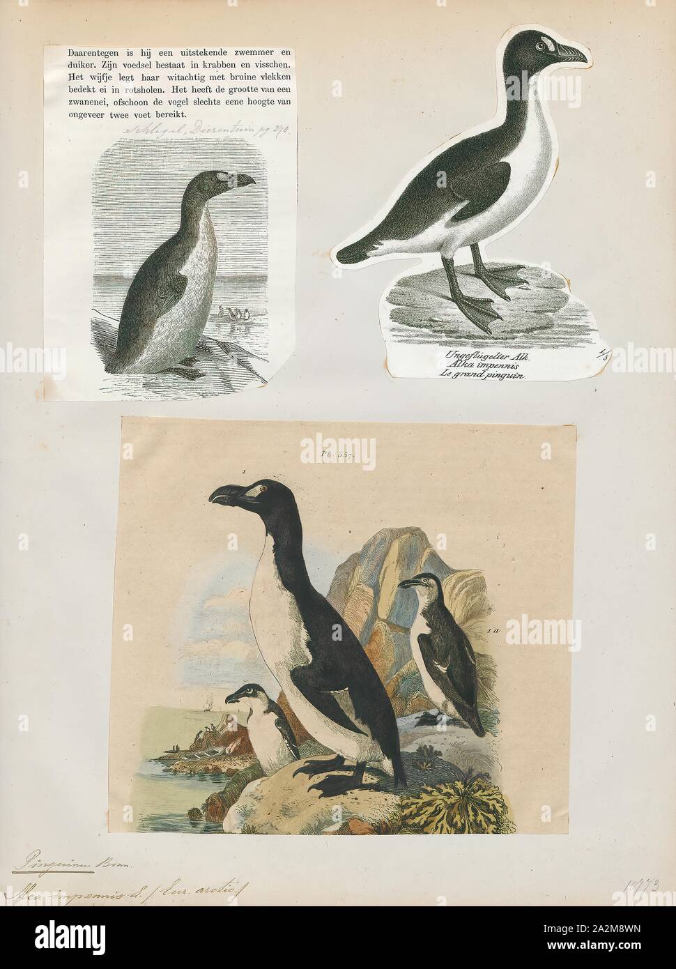 Chenalopex impennis, Print, The great auk (Pinguinus impennis) is an