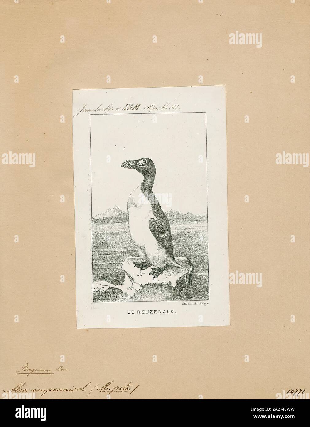 Chenalopex impennis, Print, The great auk (Pinguinus impennis) is an