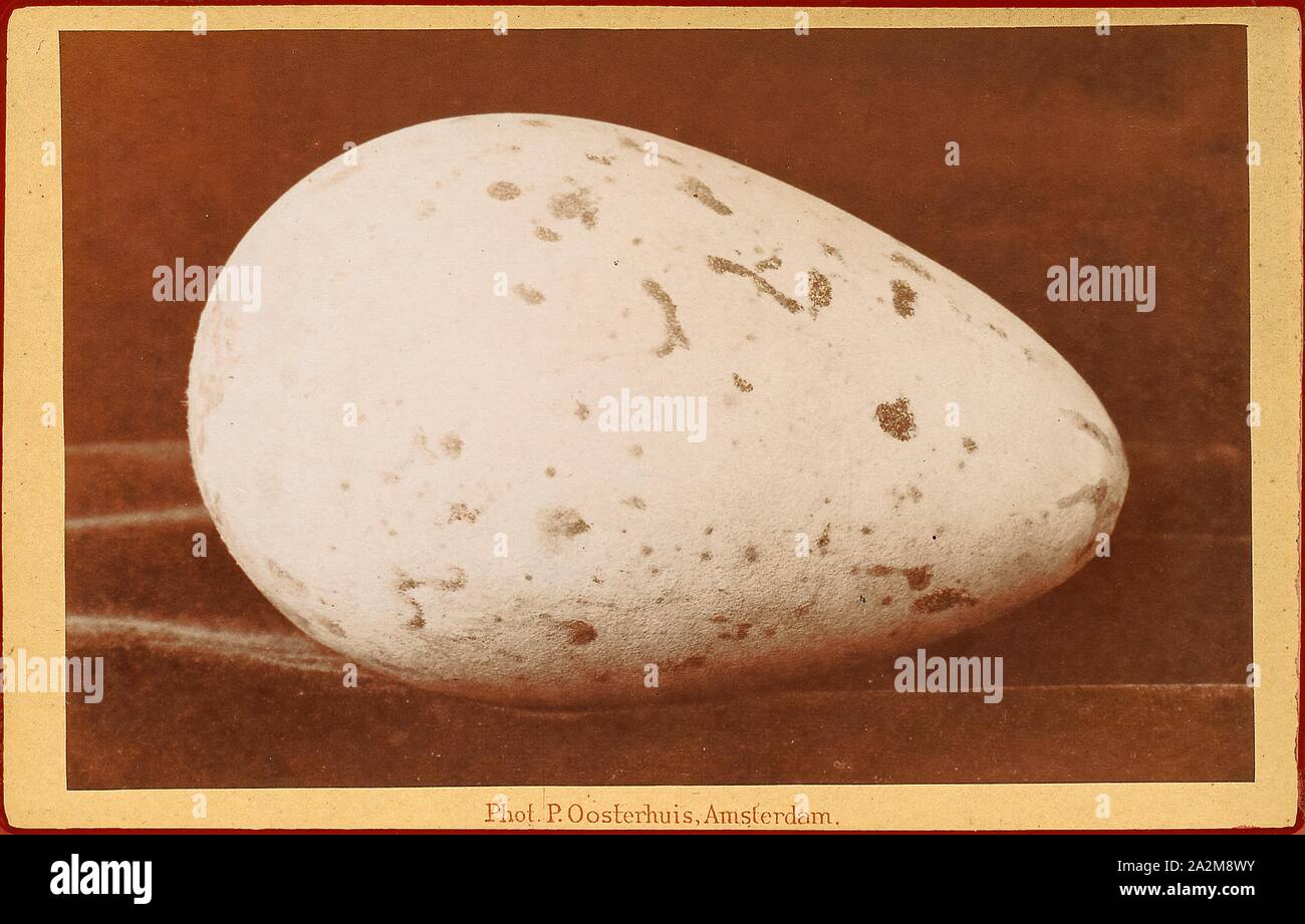 Chenalopex impennis, Print, The great auk (Pinguinus impennis) is an