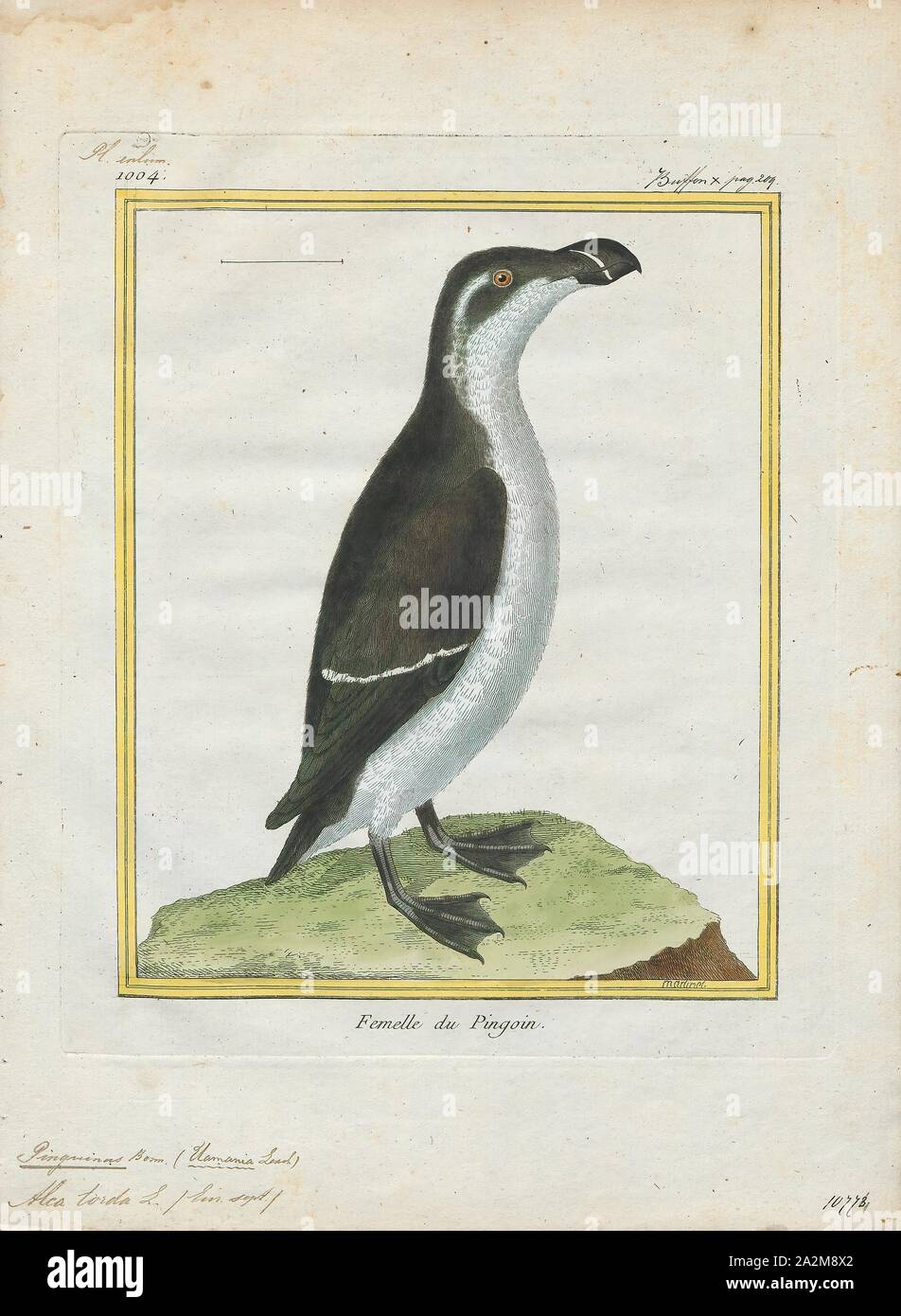 Chenalopex torda, Print, Great auk, The great auk (Pinguinus impennis) is an extinct species of flightless alcid that became extinct in the mid-19th century. It was the only modern species in the genus Pinguinus. It is not closely related to the birds now known as penguins, which were discovered later and so named by sailors because of their physical resemblance to the great auk., 1700-1880 Stock Photo