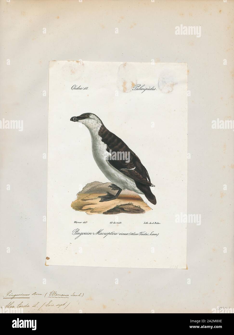 Chenalopex torda, Print, Great auk, The great auk (Pinguinus impennis) is an extinct species of flightless alcid that became extinct in the mid-19th century. It was the only modern species in the genus Pinguinus. It is not closely related to the birds now known as penguins, which were discovered later and so named by sailors because of their physical resemblance to the great auk., 1842-1848 Stock Photo