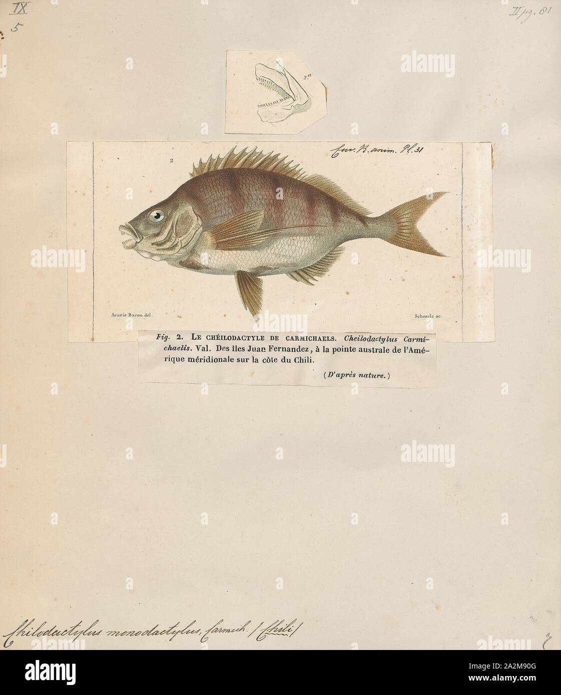 Chilodactylus monodactylus, Print, 1700-1880 Stock Photo