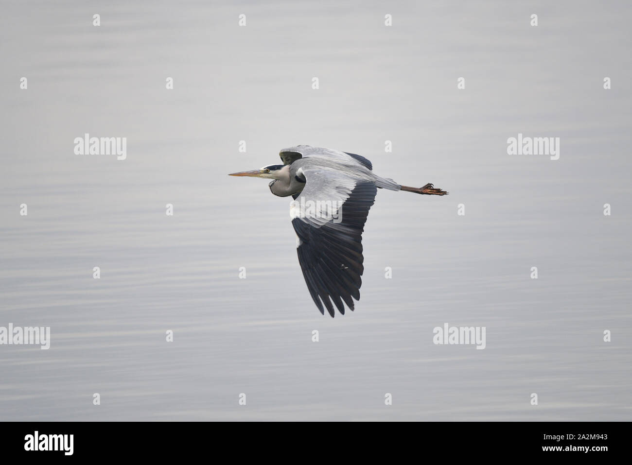 A grey heron flying above the water Stock Photo