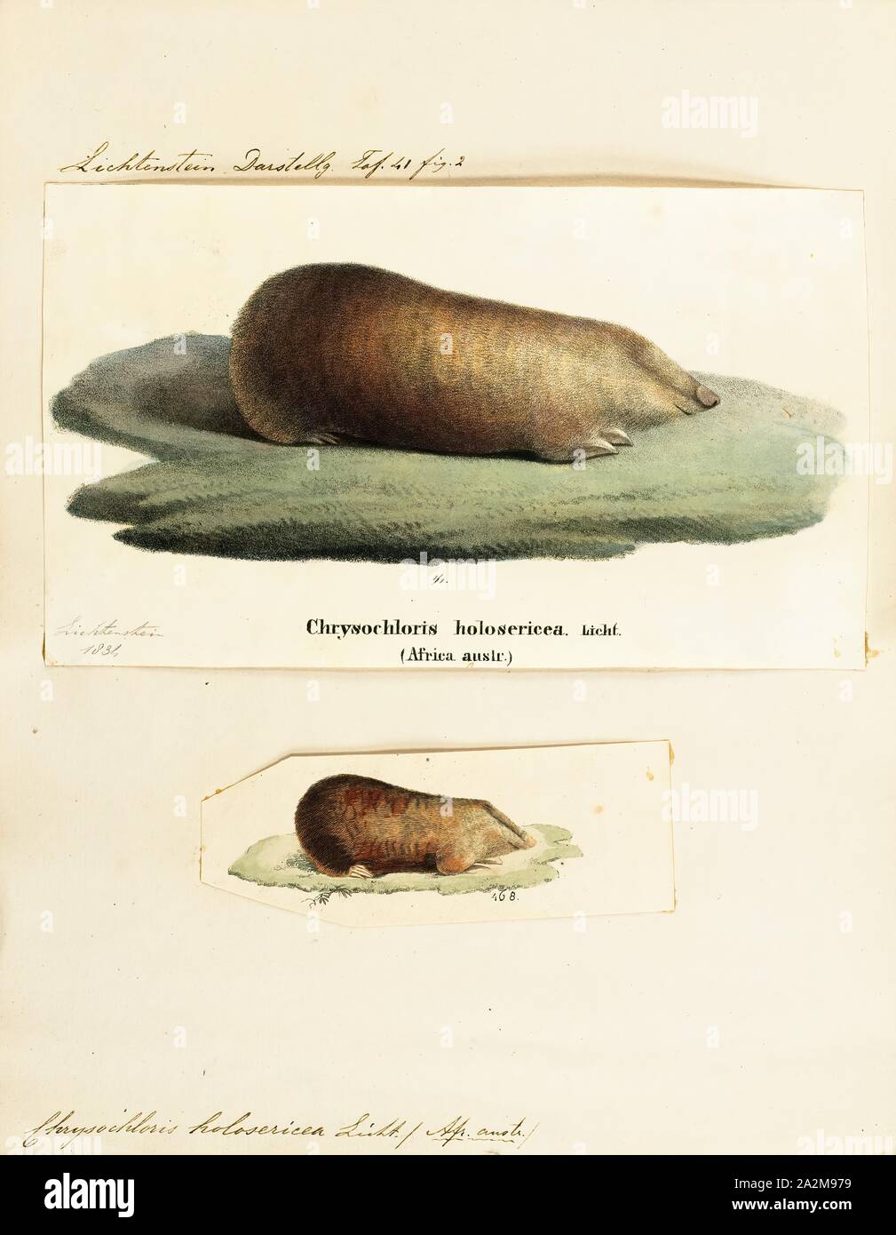 Chrysochloridae hires stock photography and images Alamy