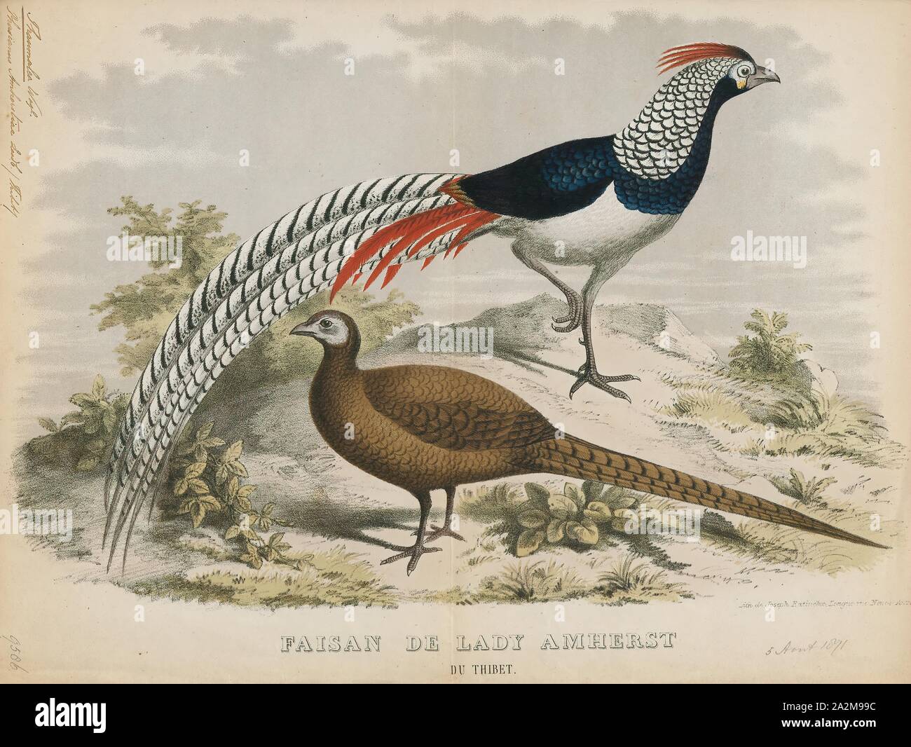 Chrysolophus amherstiae, Print, The Lady Amherst's pheasant (Chrysolophus amherstiae) is a bird of the order Galliformes and the family Phasianidae. The genus name is from Ancient Greek khrusolophos, 'with golden crest'. The English name and amherstiae commemorates Sarah Amherst, wife of William Pitt Amherst, Governor General of Bengal, who was responsible for sending the first specimen of the bird to London in 1828., 1871 Stock Photo