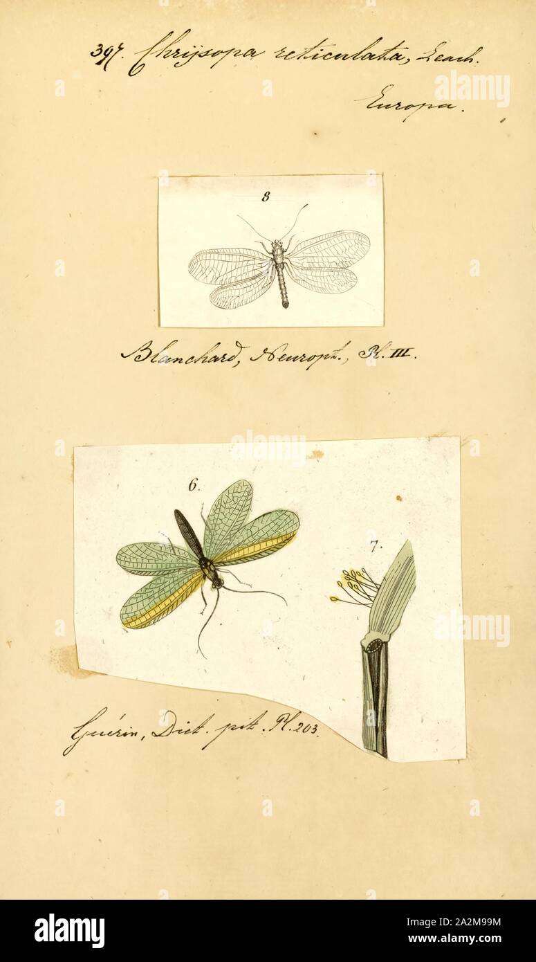 Chrysopa, Print, Chrysopa is a genus of green lacewings in the neuropteran family Chrysopidae Stock Photo