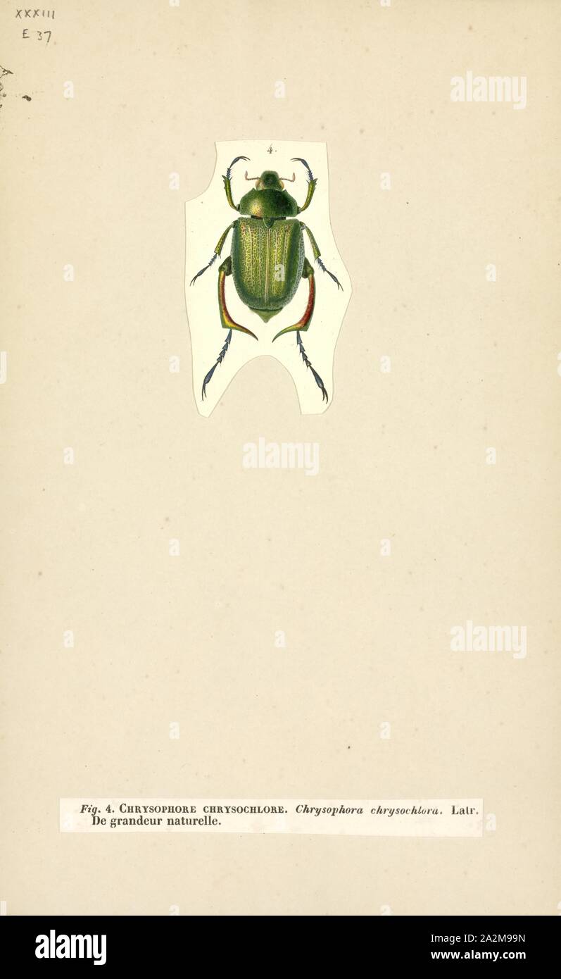 Chrysophora, Print, Chrysophora chrysochlora, the Shining leaf chafer beetle, is a species of beetles of the scarab beetle family Stock Photo