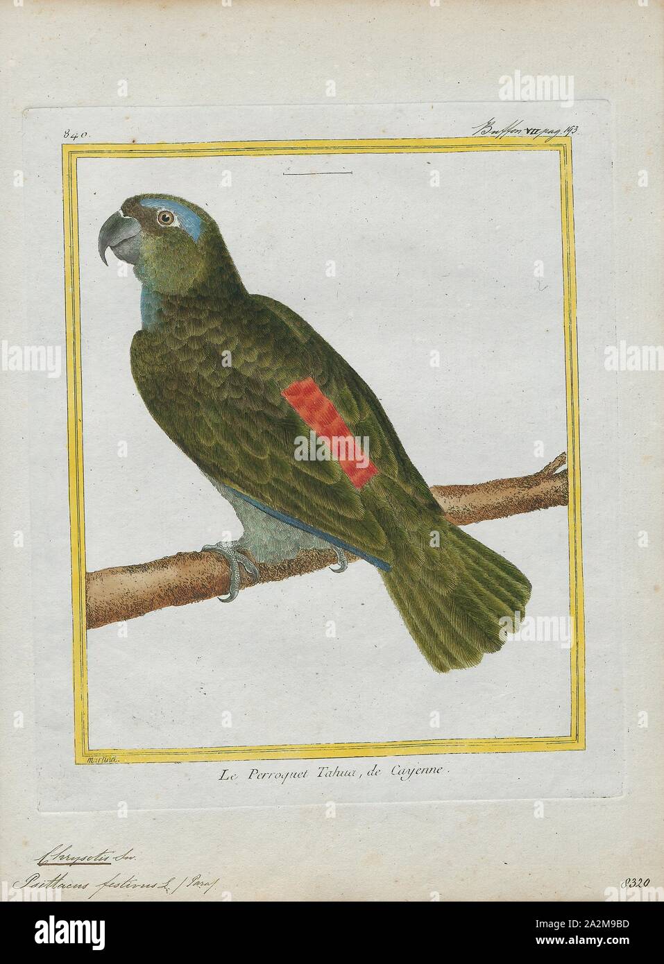 Chrysotis festiva, Print, Amazon parrot, Amazon parrot is the common name for a parrot of the genus Amazona. These are medium-sized parrots native to the New World ranging from South America to Mexico and the Caribbean., 1700-1880 Stock Photo