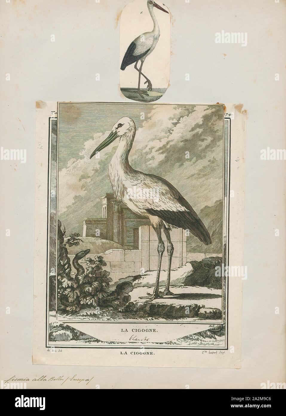 Ciconia alba, Print, The white stork (Ciconia ciconia) is a large bird in the stork family Ciconiidae. Its plumage is mainly white, with black on its wings. Adults have long red legs and long pointed red beaks, and measure on average 100–115 cm (39–45 in) from beak tip to end of tail, with a 155–215 cm (61–85 in) wingspan. The two subspecies, which differ slightly in size, breed in Europe (north to Finland), northwestern Africa, southwestern Asia (east to southern Kazakhstan) and southern Africa. The white stork is a long-distance migrant, wintering in Africa from tropical Sub-Saharan Africa Stock Photo