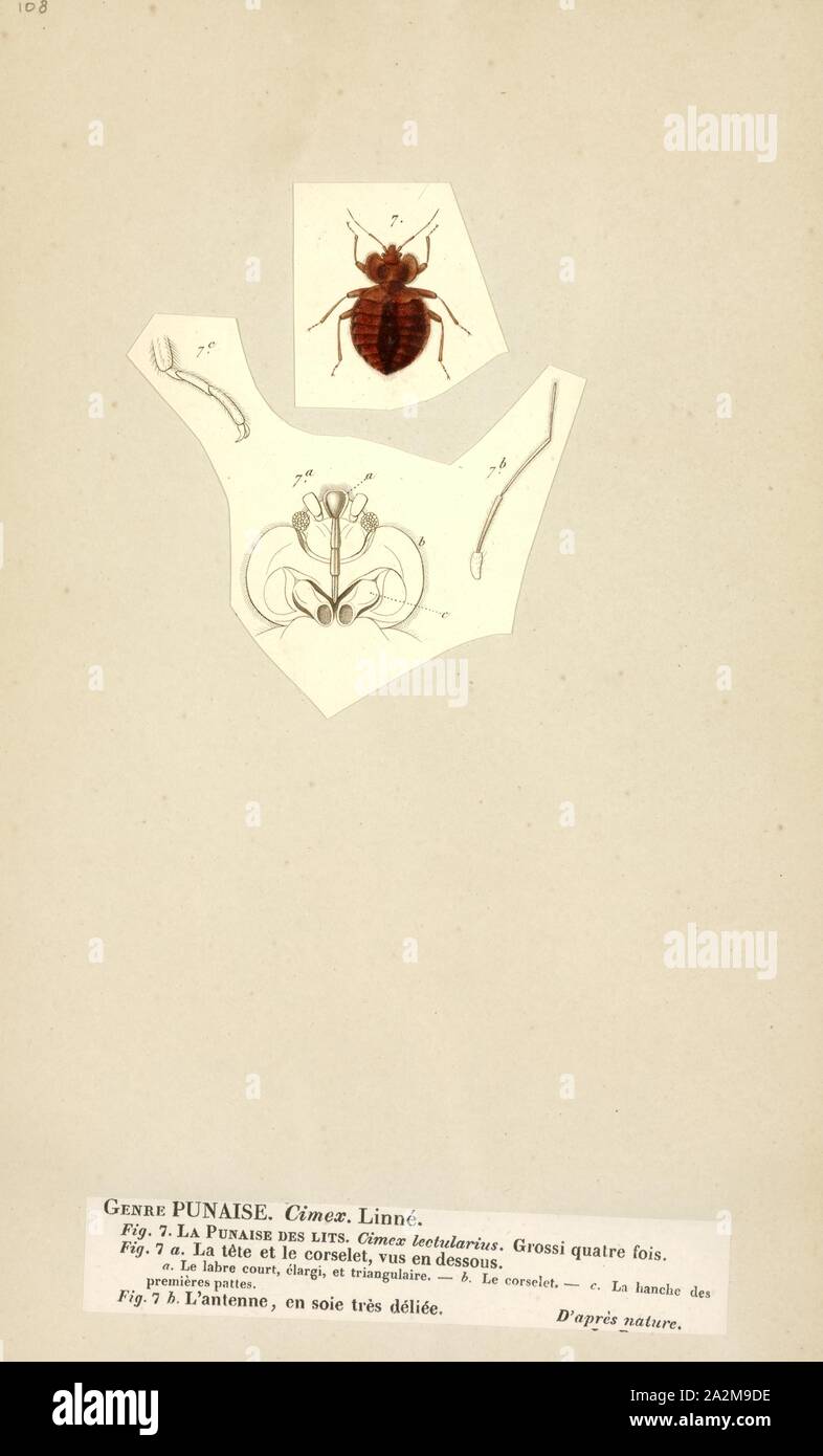 Ectoparasites High Resolution Stock Photography and Images Alamy