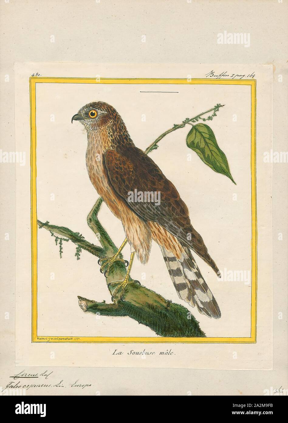 Circus cyaneus, Print, The hen harrier (Circus cyaneus) is a bird of prey.  The genus name Circus is derived from Ancient Greek kirkos, meaning  'circle', referring to a bird of prey named