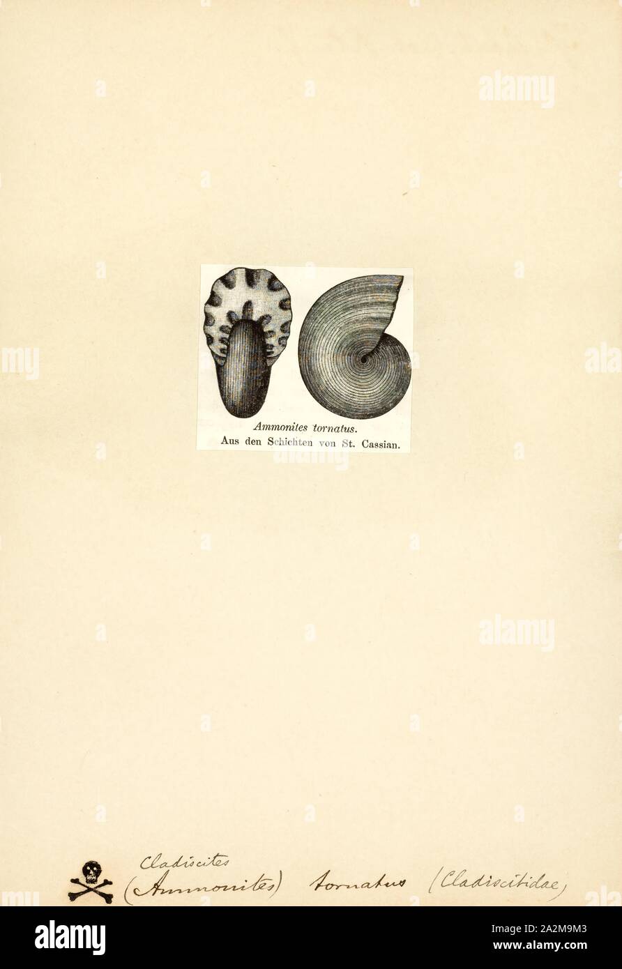 Cladiscites, Print, Cladiscites is an extinct genus of cephalopods in the ammonoid order Ceratitida. These nektonic carnivores lived during the Triassic, from Carnian to Rhaetian age Stock Photo