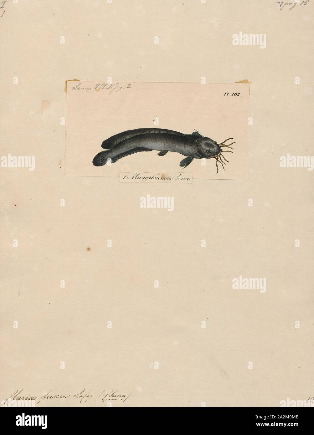 Clarias fuscus, Print, Whitespotted freshwater catfish, 1700-1880 Stock Photo