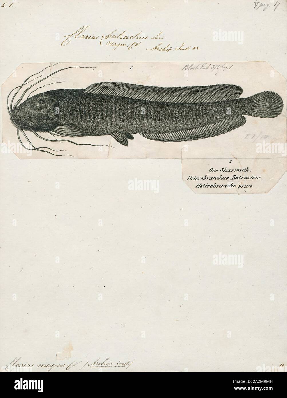 Clarias magur, Print, Clarias is a genus of catfishes (order Siluriformes) of the family Clariidae, the airbreathing catfishes. The name is derived from the Greek chlaros, which means lively, in reference to the ability of the fish to live for a long time out of water., 1700-1880 Stock Photo
