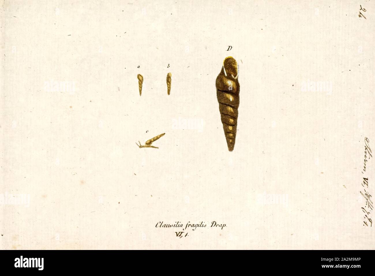Clausilia fragilis, Print, Clausilia is a European genus of small, air-breathing land snails, terrestrial pulmonate gastropod mollusks in the family Clausiliidae, the door snails, all of which have a clausilium Stock Photo