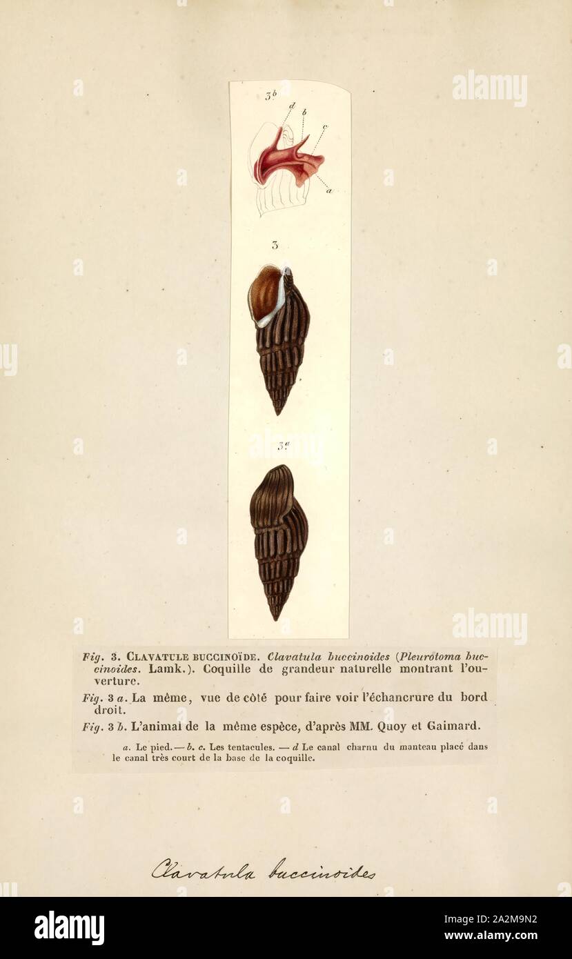 Clavatula, Print, Clavatula is a genus of sea snails, marine gastropod mollusks in the family Clavatulidae Stock Photo