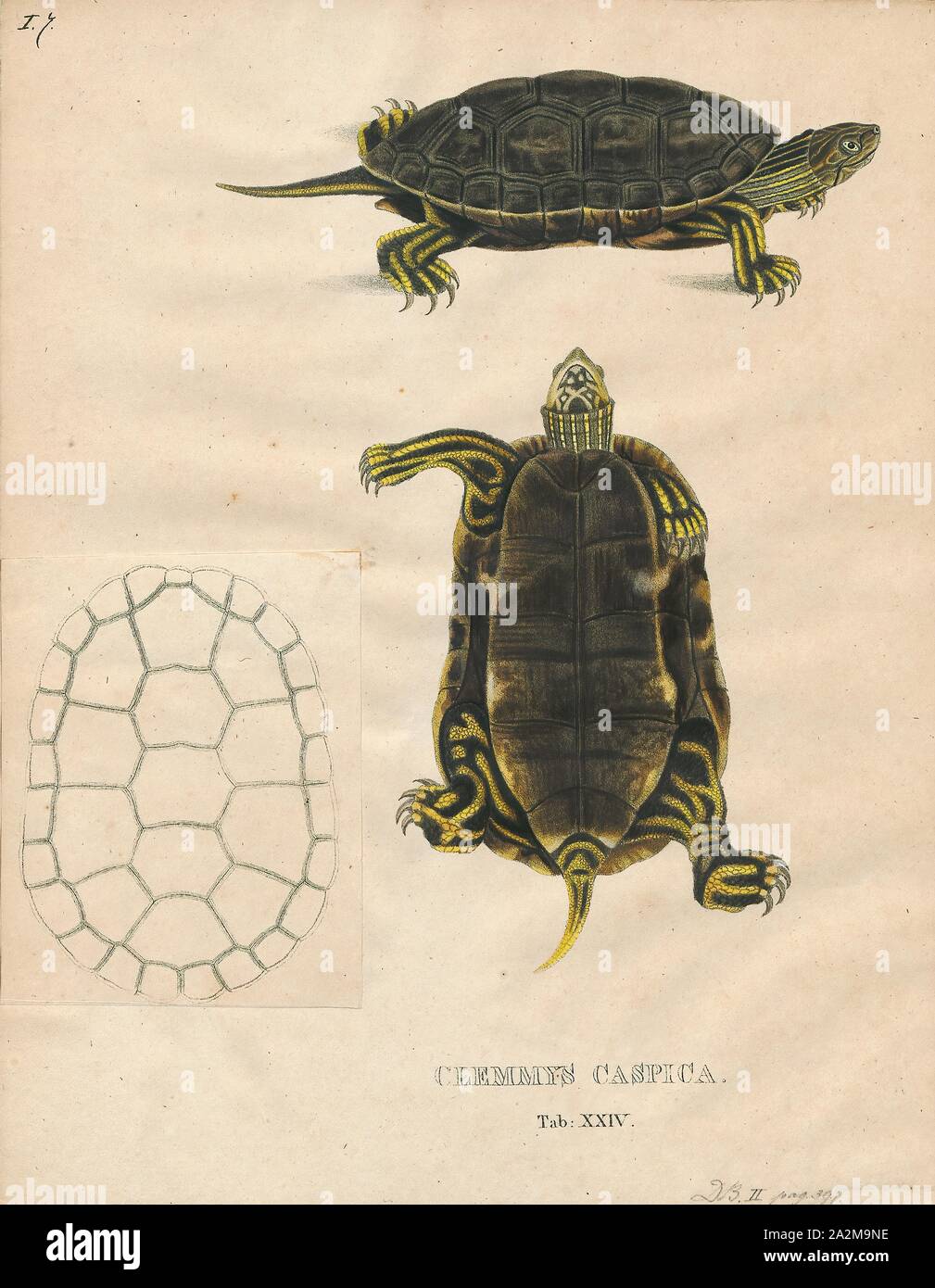 Clemmys caspica, Print, Spotted turtle, The spotted turtle (Clemmys guttata), the only species of the genus Clemmys, is a small, semi-aquatic turtle that reaches a carapace length of 8–12 cm (3.1–4.7 in) upon adulthood. Their broad, smooth, low dark-colored upper shell, or carapace, ranges in its exact colour from black to a bluish black with a number of tiny yellow round spots. The spotting patterning extends from the head, to the neck and out onto the limbs. Males and females can be distinguished by differences in plastron shape and eye and chin colouration., 1700-1880 Stock Photo