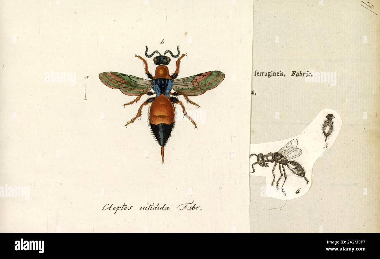 Cleptes, Print, Cleptes is a genus of cuckoo wasps in the subfamily Cleptinae Stock Photo