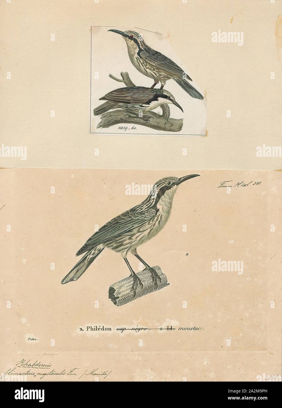 Climacteris mystacalis hires stock photography and images Alamy