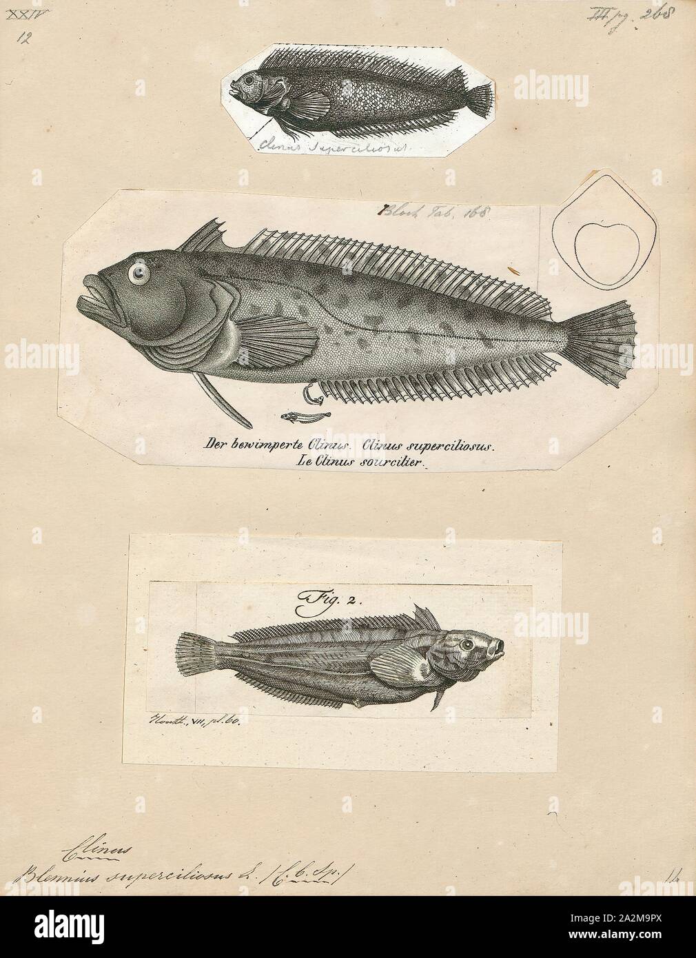 Clinus superciliosus, Print, Clinus superciliosus, the Super klipfish or Highfin klipfish, is a species of clinid that occurs in subtropical waters of the Atlantic Ocean from northern Namibia to the Kei River in South Africa where it can be found in the subtidal and intertidal zones. This species can reach a maximum length of 30 centimetres (12 in) TL. This species feeds on benthic crustaceans including amphipods, isopods and crabs; sea urchins; gastropods; polychaete worms and other fishes., 1700-1880 Stock Photo