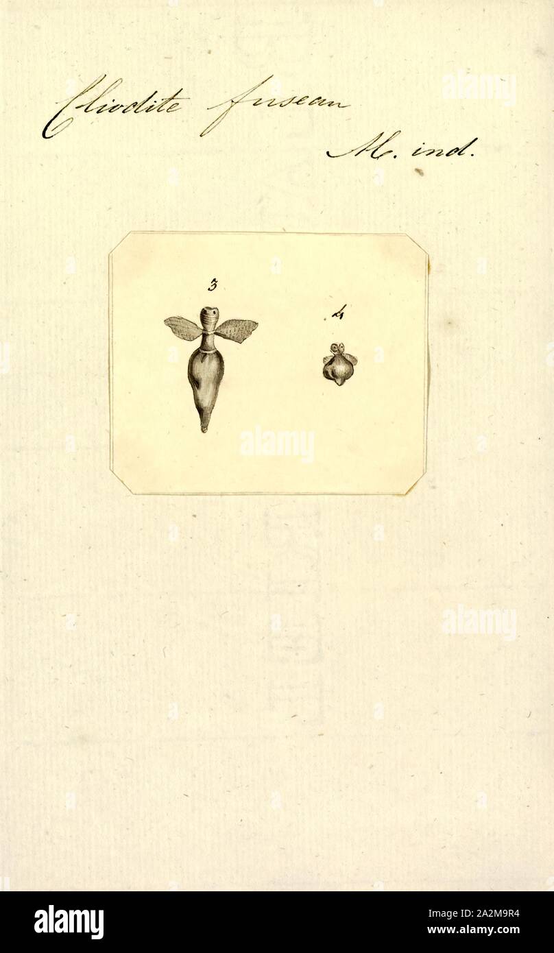 Cliodita fusiformis, Print Stock Photo