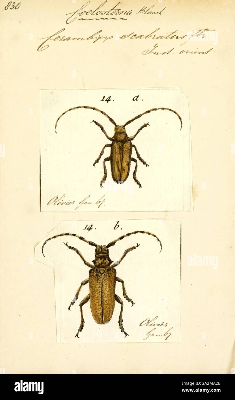 Coelosterna, Print, Cerosterna is a genus of flat-faced longhorns beetle belonging to the family Cerambycidae, subfamily Lamiinae. The members are found in the Indomalaya ecozone. The name is commonly misspelled as Celosterna, an unjustified emendation of the original spelling, not valid under the ICZN Stock Photo