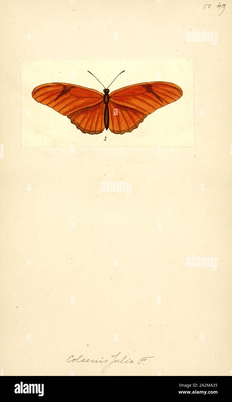 Colaenis, Print, Dryas iulia (often incorrectly spelled julia), commonly called the Julia butterfly, Julia heliconian, the flame, or flambeau, is a species of brush-footed (or nymphalid) butterfly. The sole representative of its genus Dryas, it is native from Brazil to southern Texas and Florida, and in summer can sometimes be found as far north as eastern Nebraska. Over 15 subspecies have been described Stock Photo