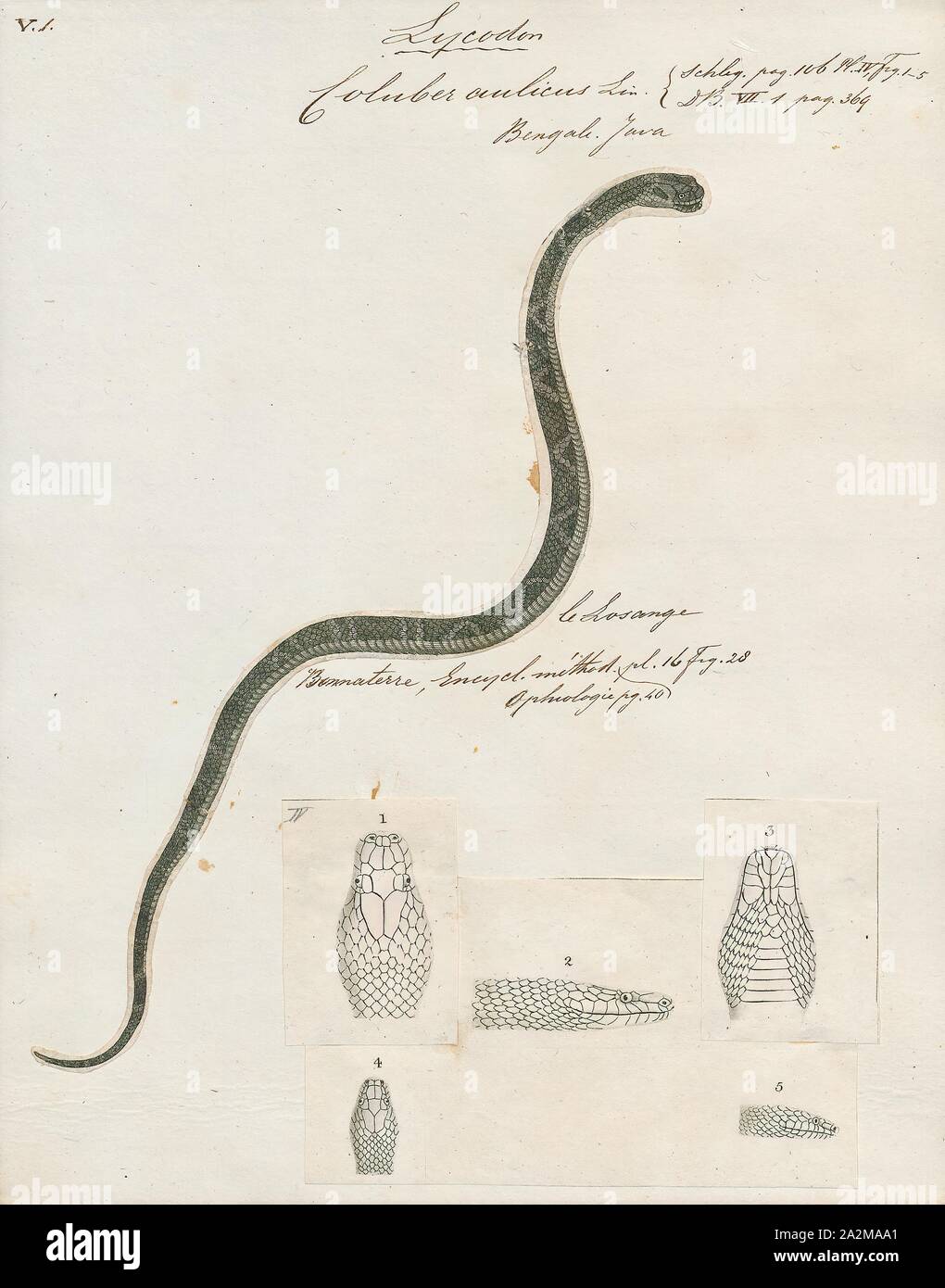 Coluber aulicus, Print, Lycodon aulicus, commonly known as the Indian wolf snake, is a species of nonvenomous snake found in South Asia and Southeast Asia. Early naturalists have suggested its resemblance to the venomous common krait as an instance of Batesian mimicry., 1700-1880 Stock Photo