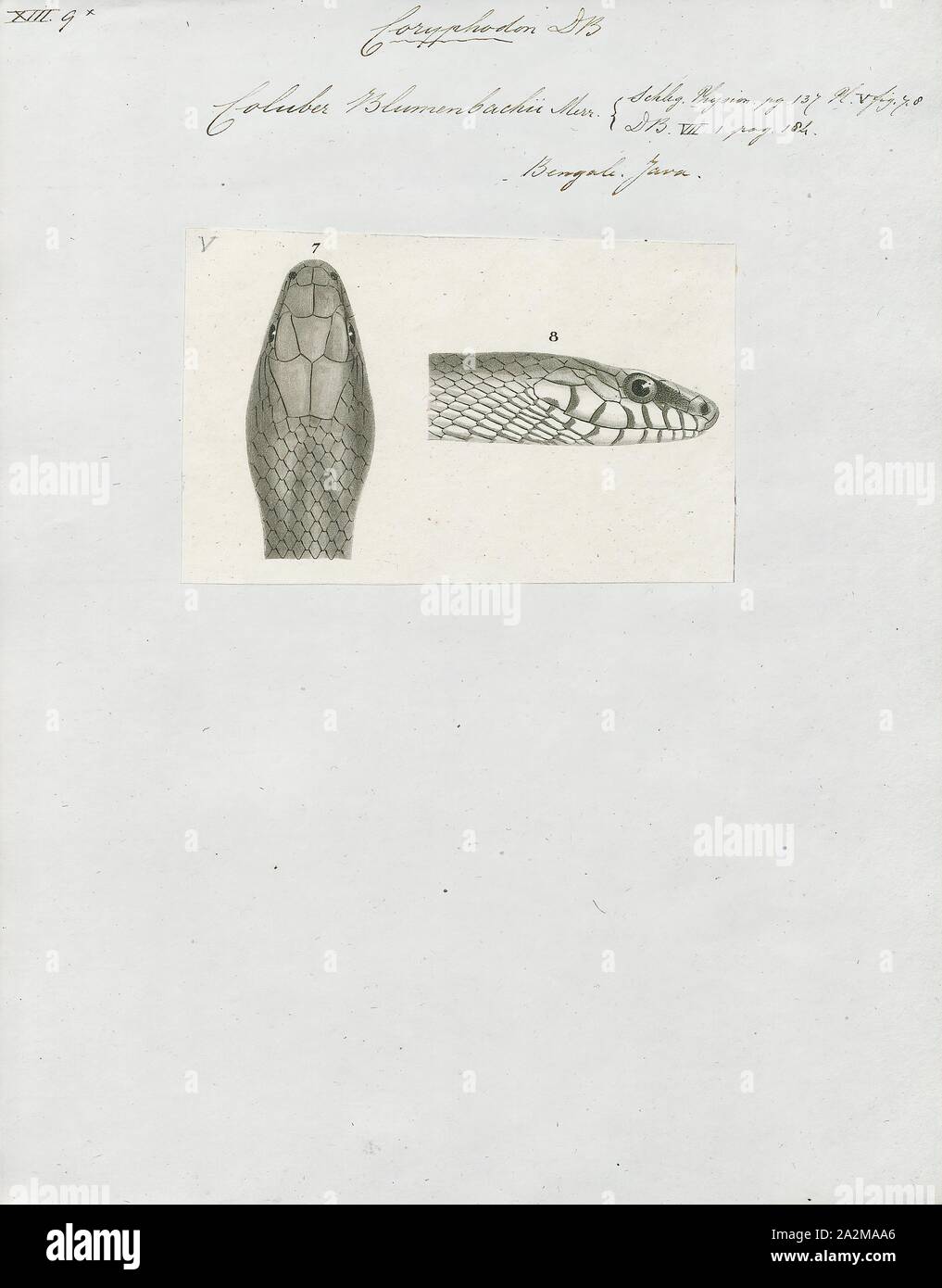 Eastern Racer Identifiers Coluber blumenbachii, Print, Eastern racer, The eastern racer (Coluber ...