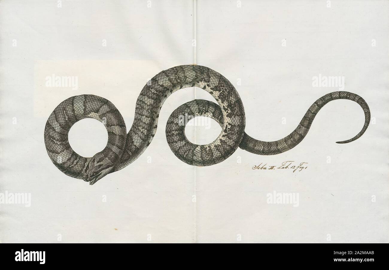Eastern Racer Identifiers Coluber buccatus, Print, Eastern racer, The eastern racer (Coluber ...