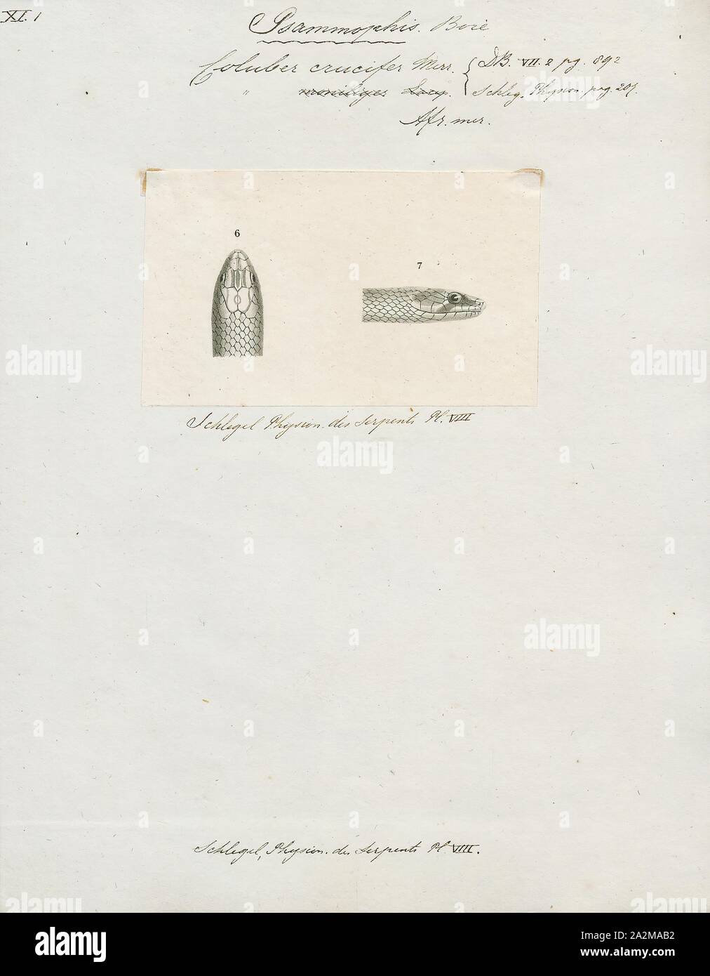 Eastern Racer Identifiers Coluber crucifer, Print, Eastern racer, The eastern racer (Coluber ...