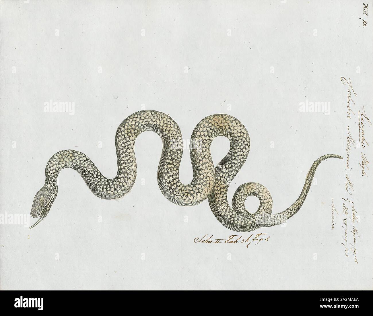 Eastern Racer Identifiers Coluber merremi, Print, Eastern racer, The eastern racer (Coluber ...