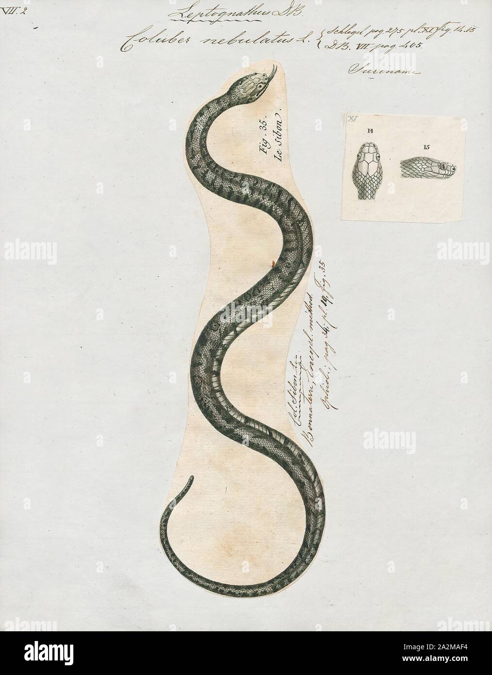 N Eastern Racers Coluber nebulatus, Print, Eastern racer, The eastern racer (Coluber ...