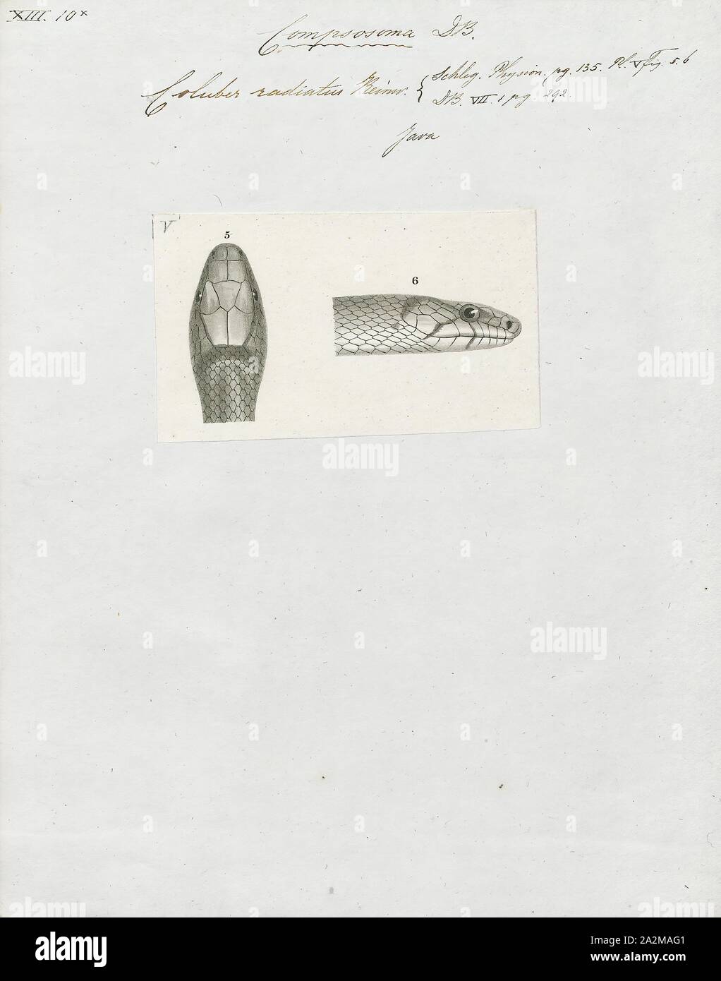 Eastern Racer Identifiers Coluber radiatus, Print, Eastern racer, The eastern racer (Coluber ...