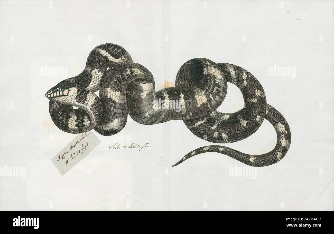 N Eastern Racers Coluber severus, Print, Eastern racer, The eastern racer (Coluber ...