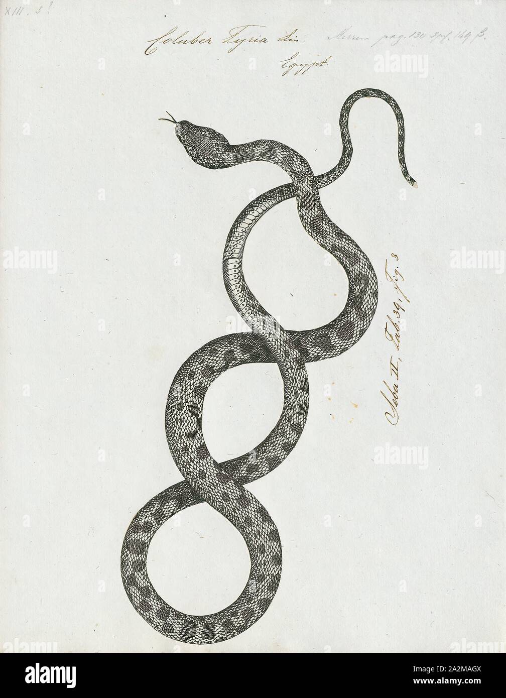 Eastern Racer Friendly Coluber tyria, Print, Eastern racer, The eastern racer (Coluber ...