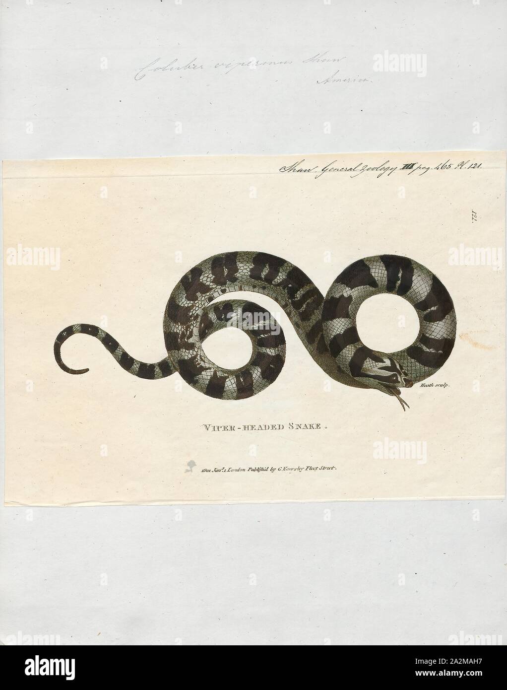 Eastern Racer Identifiers Coluber viperinus, Print, Eastern racer, The eastern racer (Coluber ...