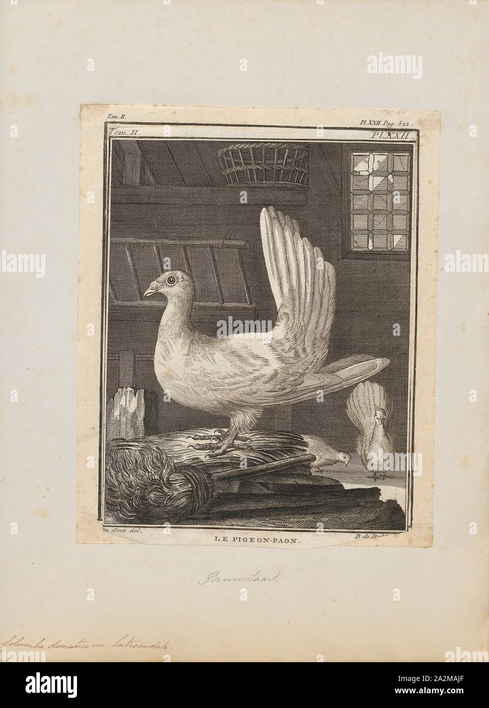 Columba domestica var. laticaudata, Print, 1700-1880 Stock Photo