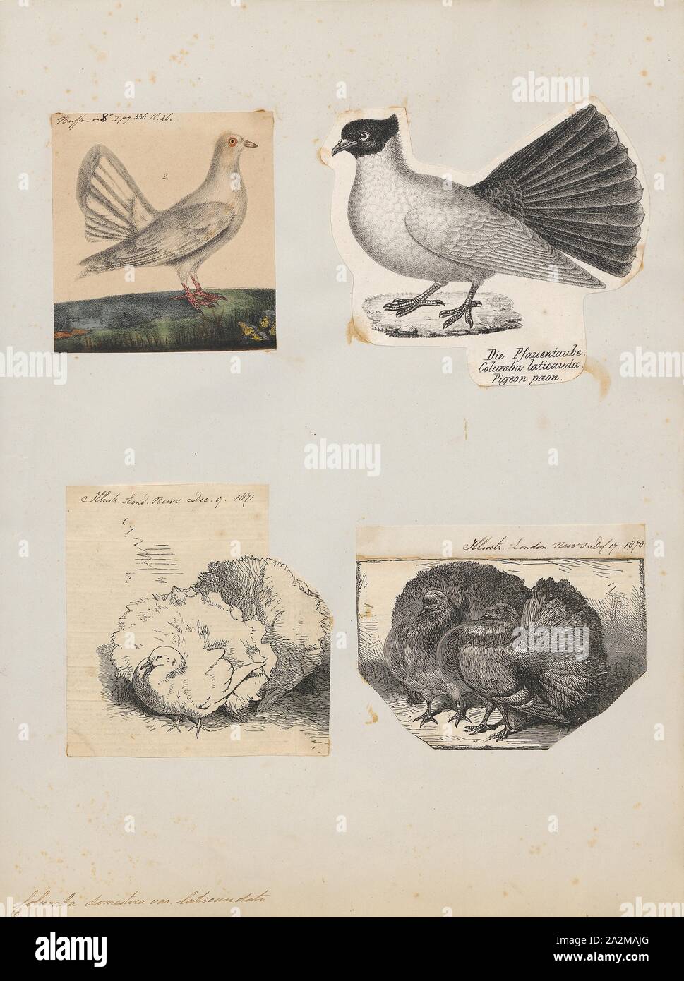 Columba domestica var. laticaudata, Print, 1700-1880 Stock Photo