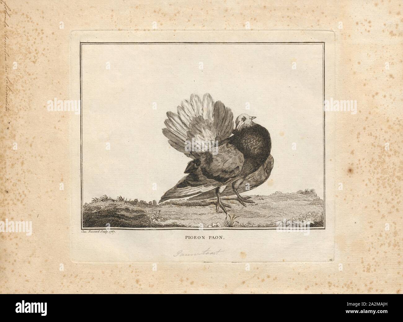 Columba domestica var. laticaudata, Print, 1767 Stock Photo