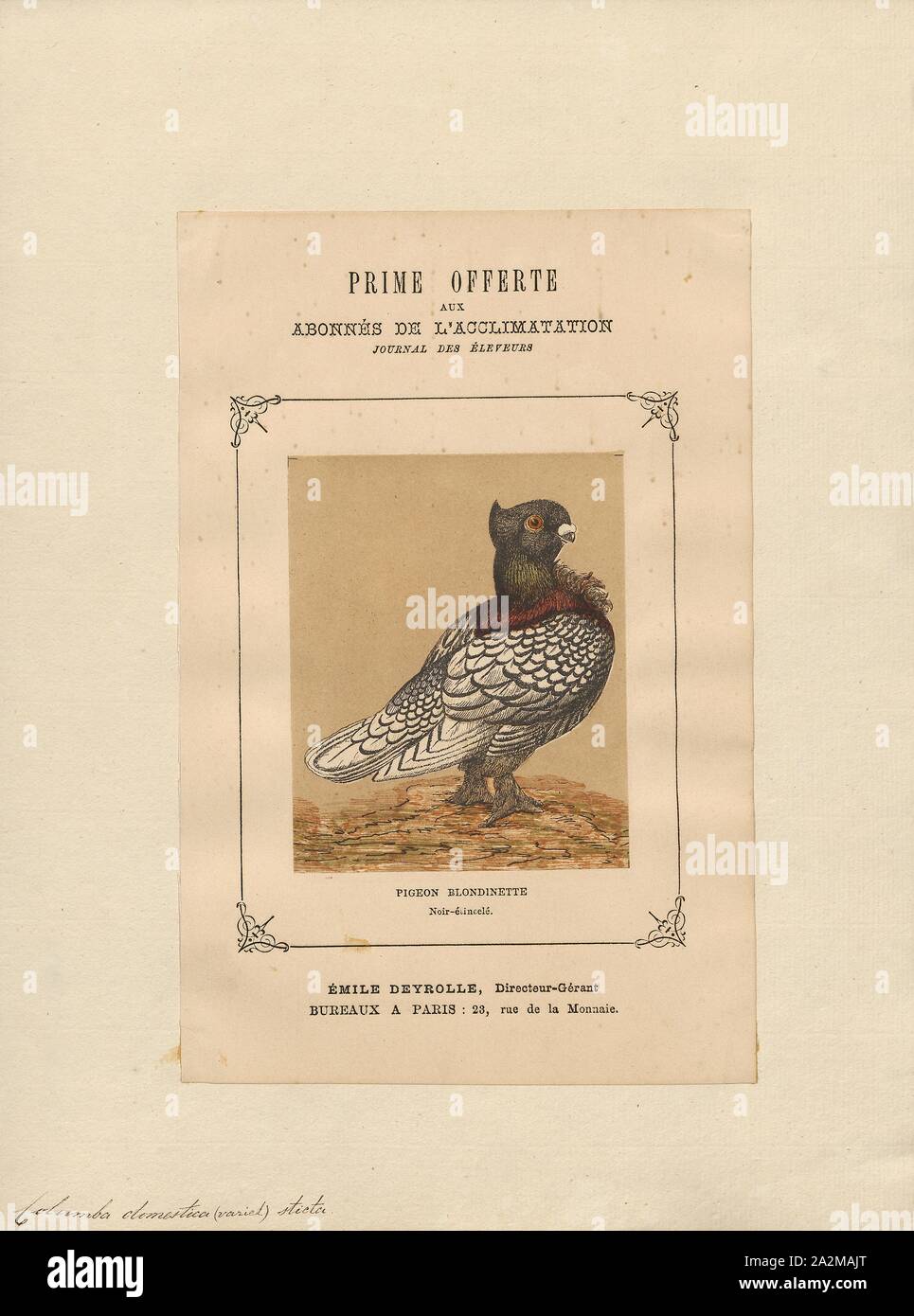 Columba domestica var. sticta, Print, 1874 Stock Photo