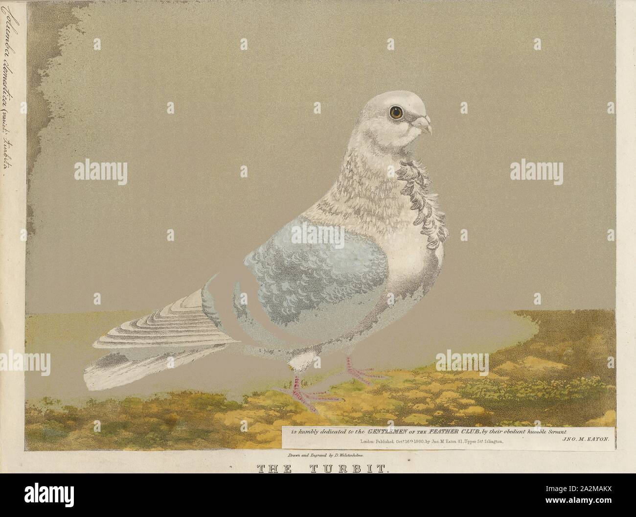 Columba domestica var. turbita, Print, 1860 Stock Photo Alamy
