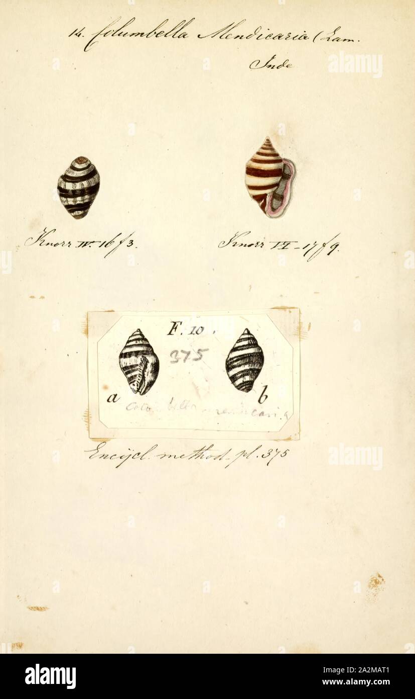 Columbella mendicaria, Print, Engina mendicaria, common name striped engina or bumble bee snail, is a species of sea snail, a marine gastropod mollusk in the family Pisaniidae Stock Photo