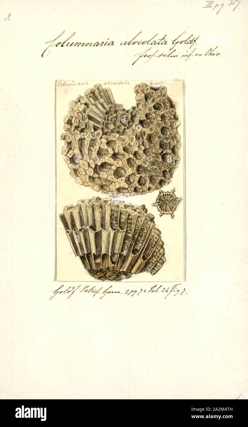 Columnaria alveolata, Print, Columnaria is an extinct genus of rugose coral that lived from the Late Ordovician to the Late Devonian. Its remains have been found in Australia, Europe, and North America Stock Photo