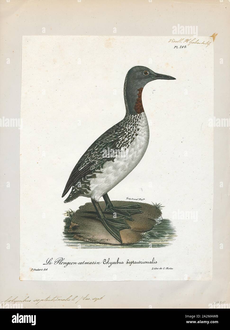 Colymbus septentrionalis, Print, The red-throated loon (North America) or red-throated diver (Britain and Ireland) (Gavia stellata) is a migratory aquatic bird found in the northern hemisphere. The most widely distributed member of the loon or diver family, it breeds primarily in Arctic regions, and winters in northern coastal waters. Ranging from 55 to 67 centimetres (22 to 26 in) in length, the red-throated loon is the smallest and lightest of the world's loons. In winter, it is a nondescript bird, greyish above fading to white below. During the breeding season, it acquires the distinctive Stock Photo