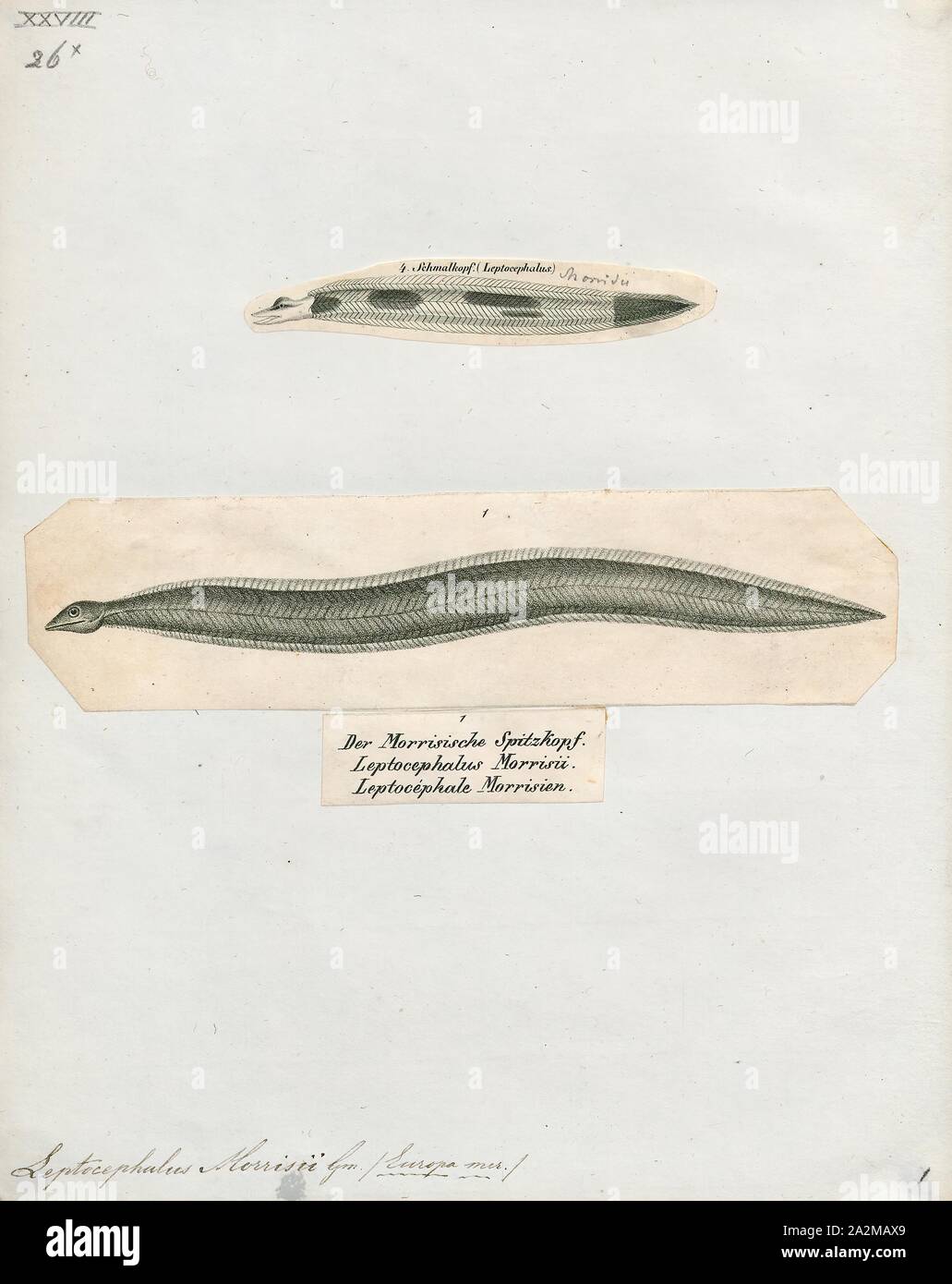 Conger vulgaris, Print, Conger is a genus of marine congrid eels. It includes some of the largest types of eels, ranging up to 3 m (10 ft) in length, in the case of the European conger. Large congers have often been observed by divers during the day in parts of the Mediterranean Sea, and both European and American congers are sometimes caught by fishermen along the European and North American coasts., 1700-1880 Stock Photo