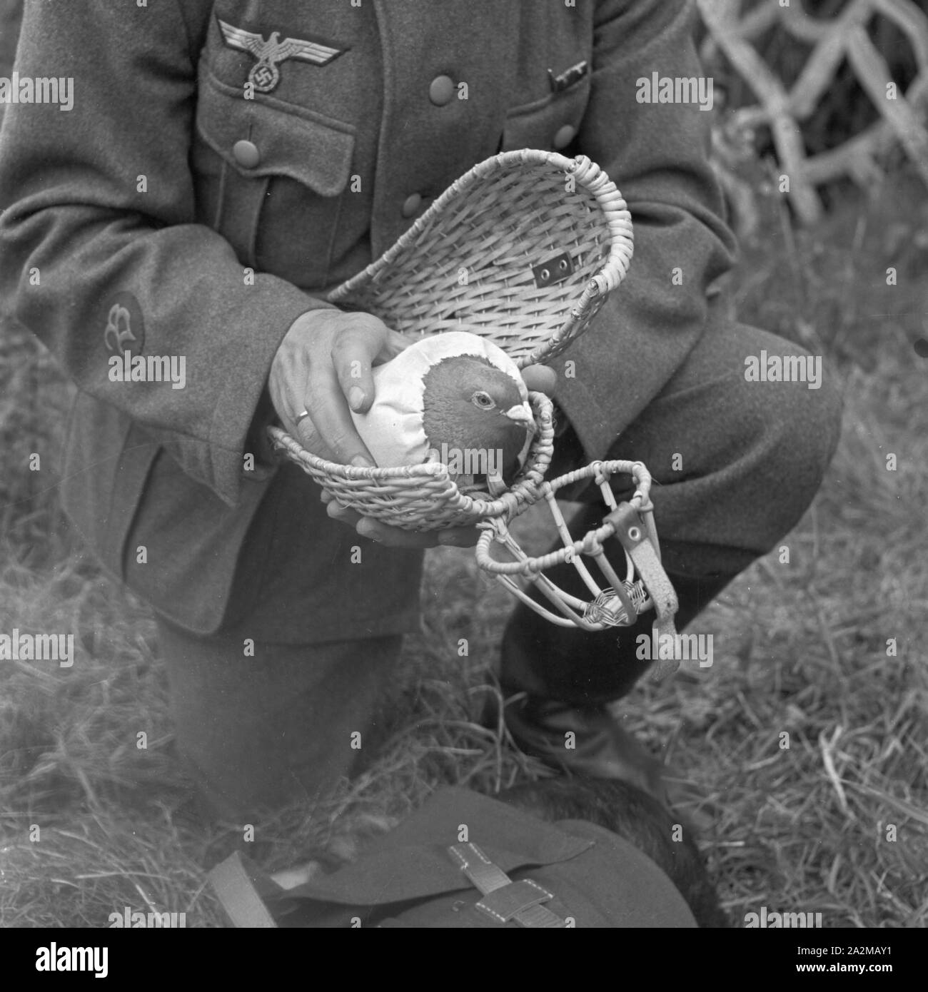 Голубь почтальон. Почтовый голубь. Голубь почтальон. Голуби в вов 1941-1945 гг. Почтовый голубь вов.